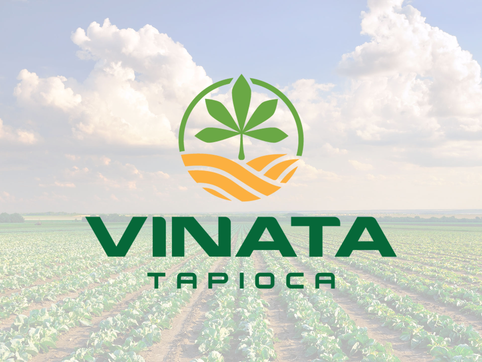 Thiết kế logo và bộ nhận diện thương hiệu Công ty TNHH Tinh bột sắn Vinata tại TP HCM