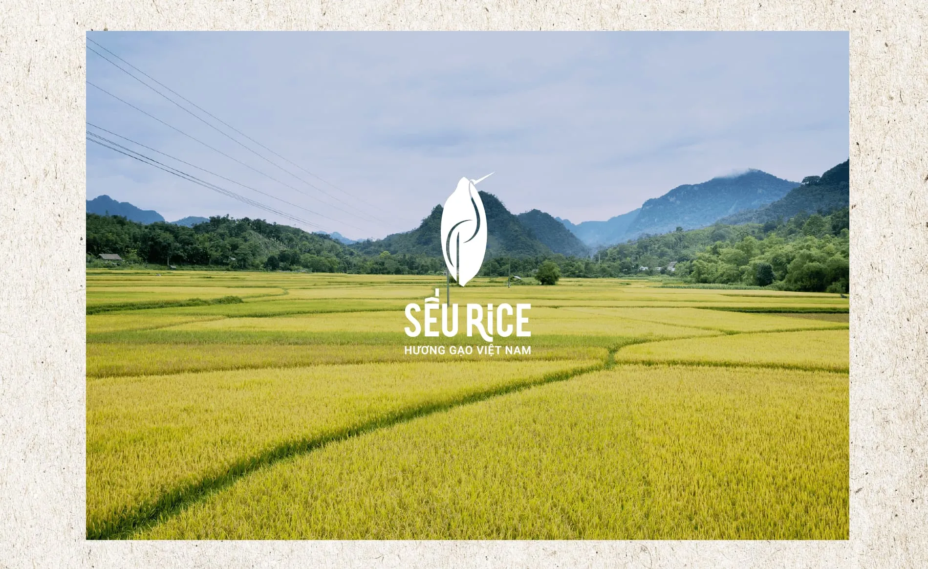 Thiết kế nhận diện thương hiệu Sếu Rice - 1
