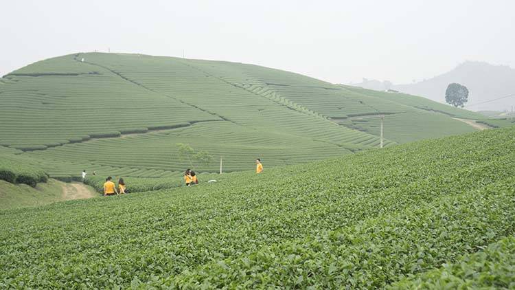 Sao-Kim-tham-quan-Moc-Chau-2019