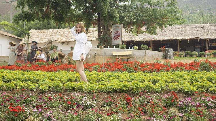 Sao-Kim-tham-quan-Moc-Chau-2019