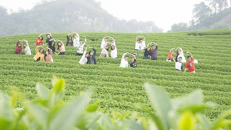 Sao-Kim-tham-quan-Moc-Chau-2019