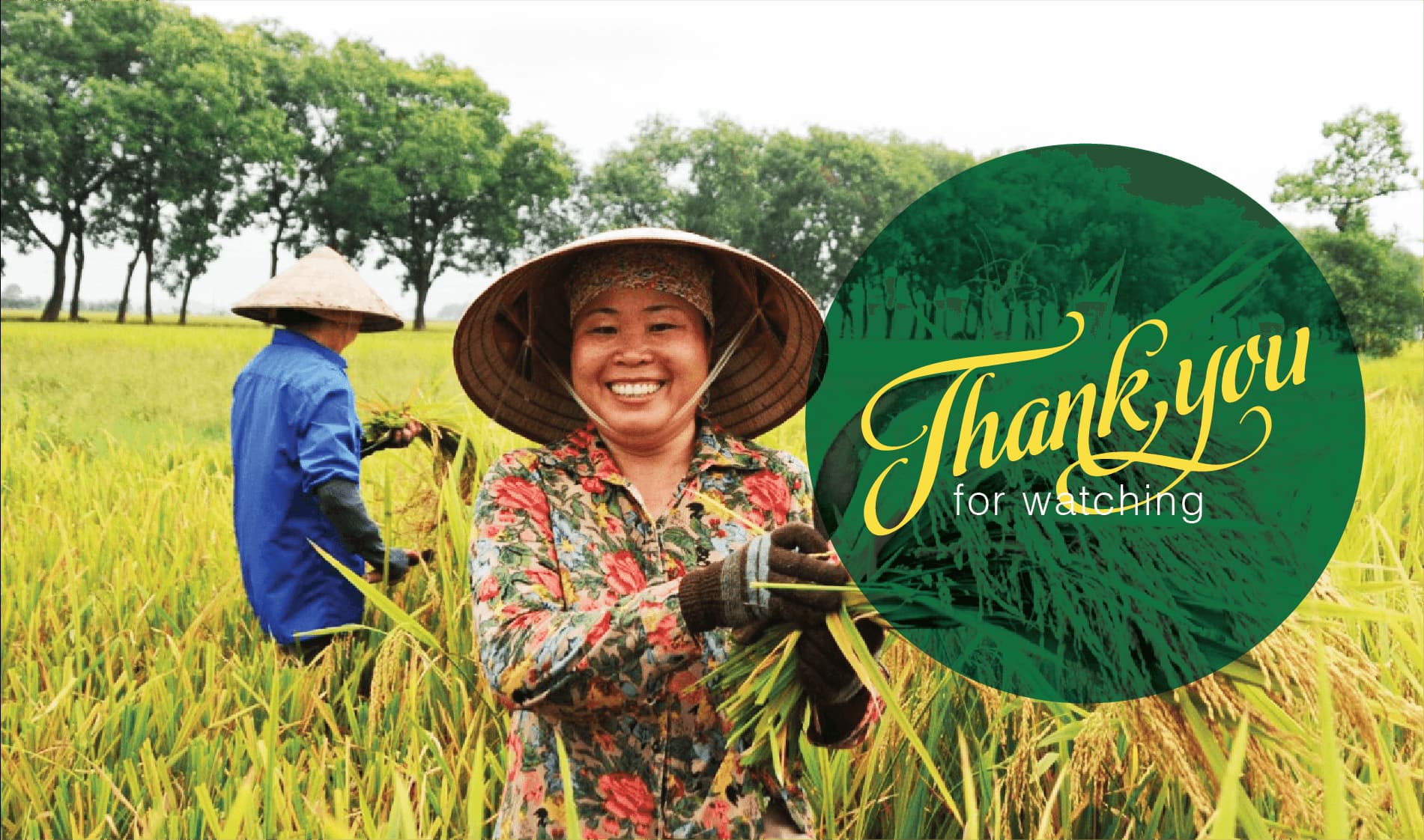 Dự án thiết kế thương hiệu Đạm Cà Mau - 16