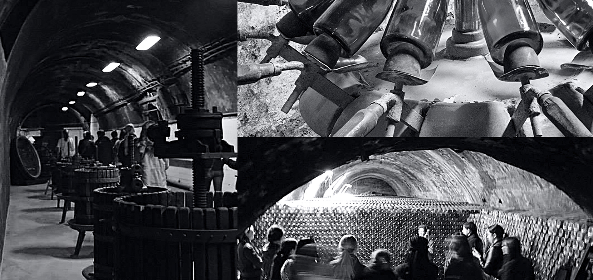 Dự án thiết kế bao bì nhãn mác sản phẩm TMS - 4