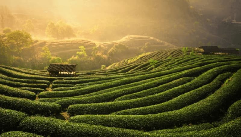 Sao Kim tư vấn xây dựng thương hiệu địa phương Chè Thái Nguyên Sao Kim tư vấn xây dựng thương hiệu địa phương Chè Thái Nguyên