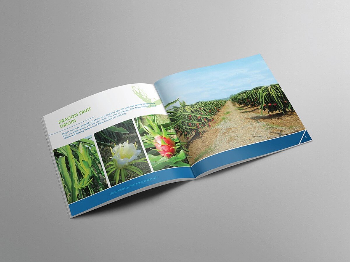 VIỆT HỈ - Thiết kế Catalogue giới thiệu sản phẩm nông sản trái thanh long