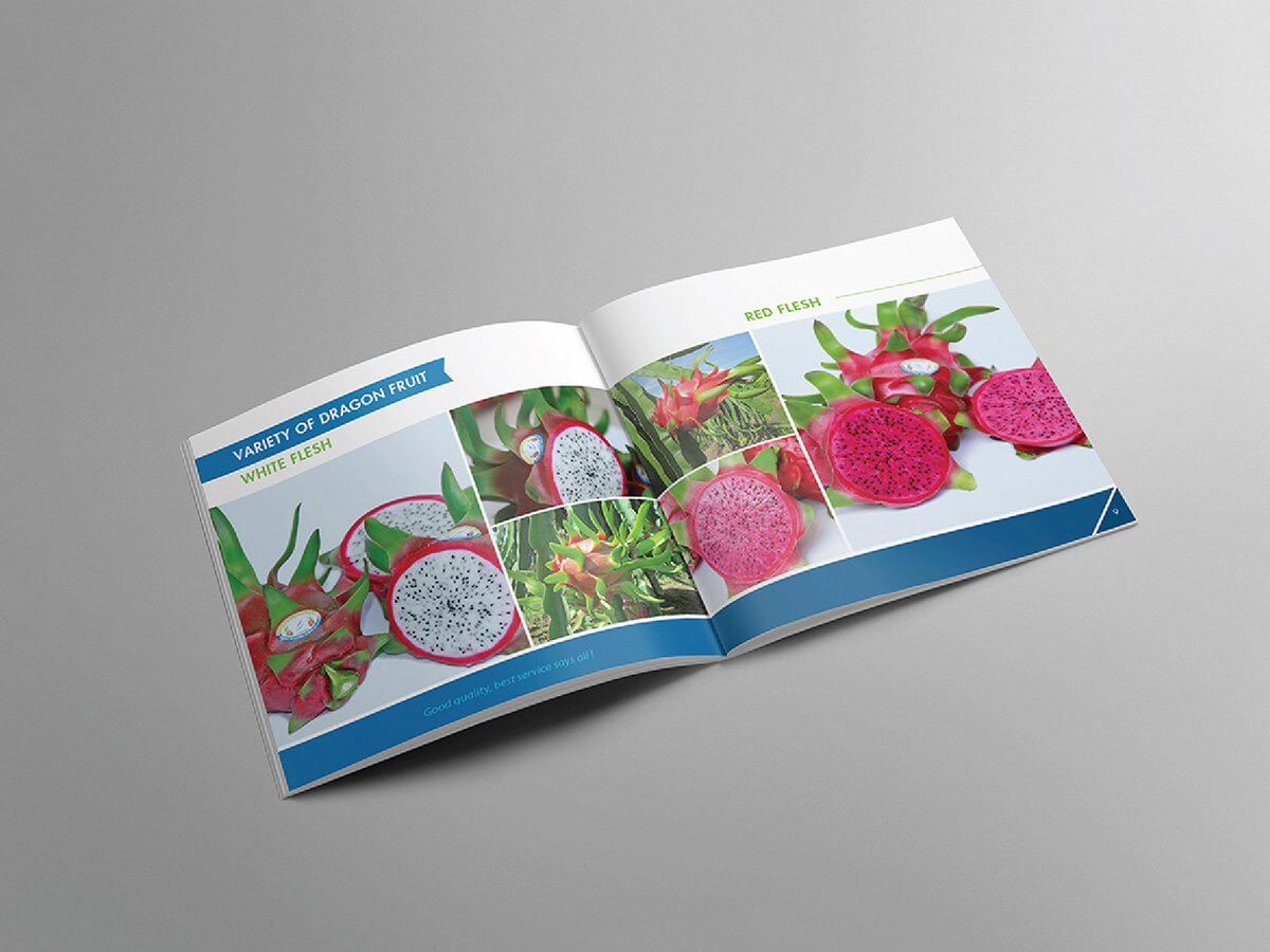 VIỆT HỈ - Thiết kế Catalogue giới thiệu sản phẩm nông sản trái thanh long