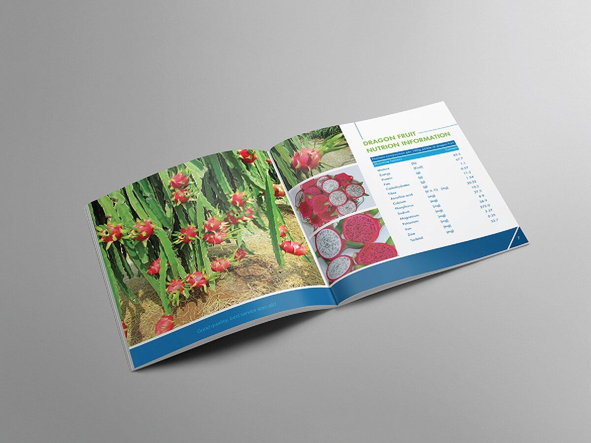 VIỆT HỈ - Thiết kế Catalogue giới thiệu sản phẩm nông sản trái thanh long