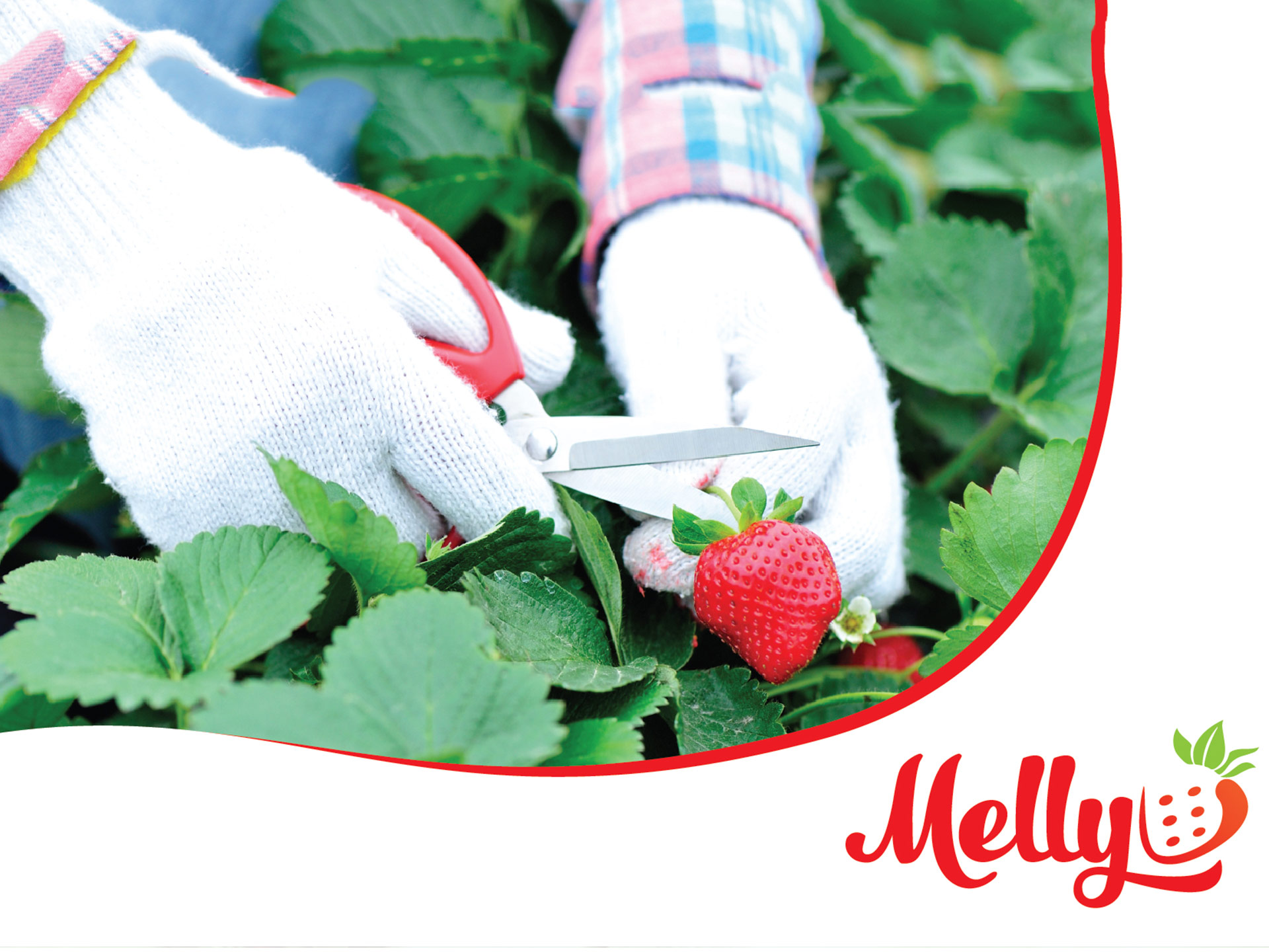 MELLY - Đặt tên, thiết kế logo và bao bì cho nhãn hàng Melly