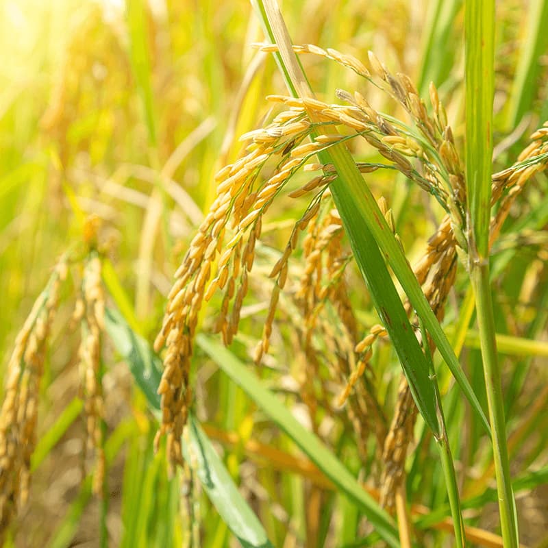 Dự án thiết kế thương hiệu SẾU RICE - Bối cảnh dự án