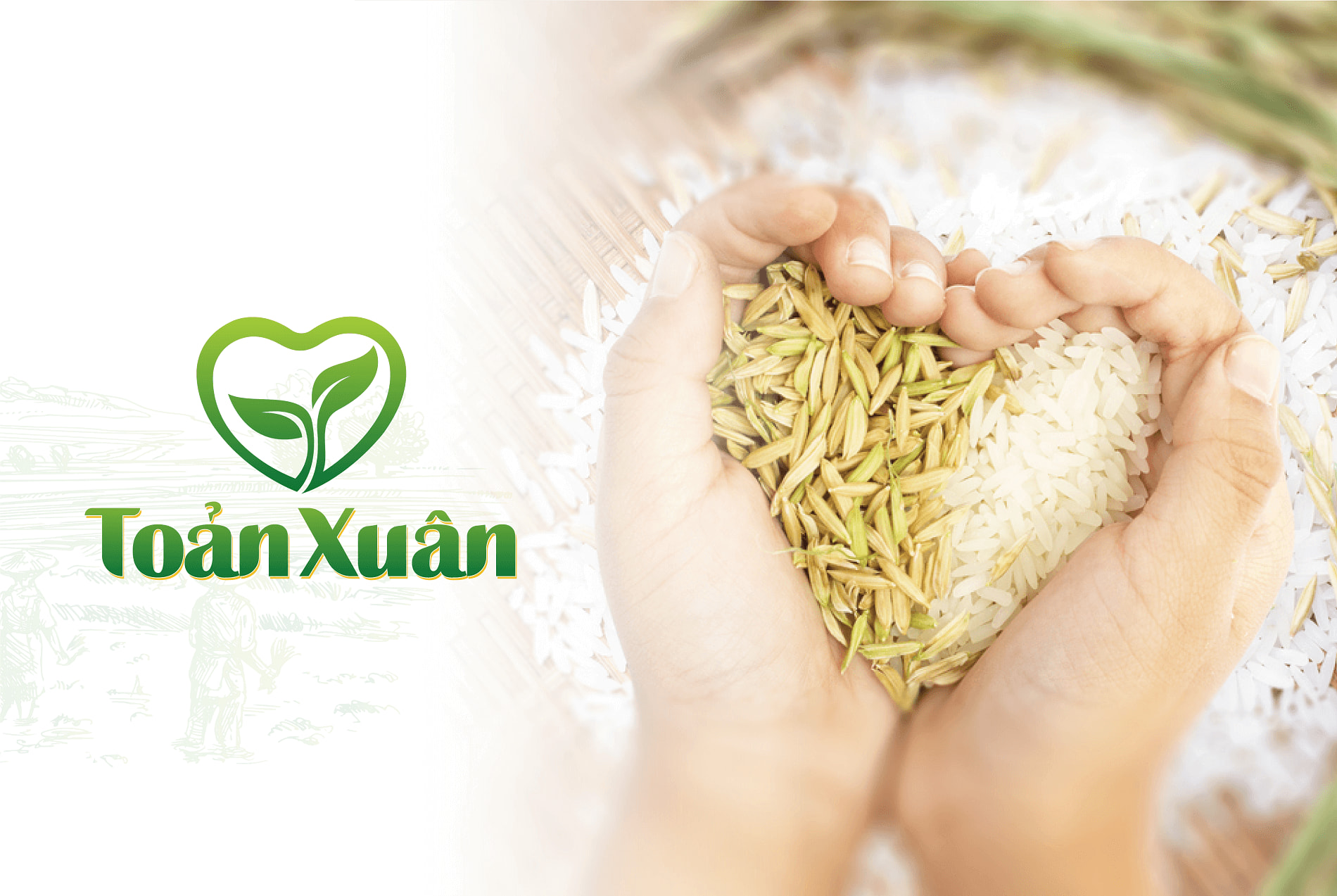 Dự án thiết kế thương hiệu, thiết kế bao bì Gạo Toản Xuân - 3