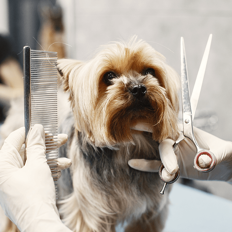 Dự án thiết kế Website N-PET - Bối cảnh dự án