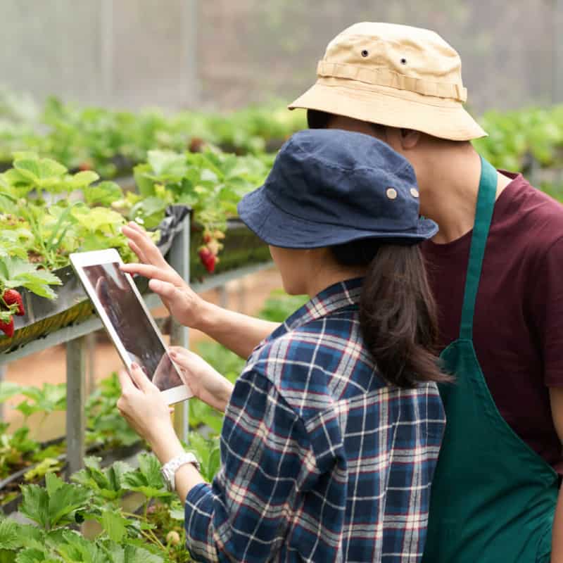 Giải pháp xây dựng thương hiệu ngành nông nghiệp và thương hiệu nông sản được cung cấp bởi Sao Kim Branding